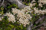 Dogtongue buckwheat